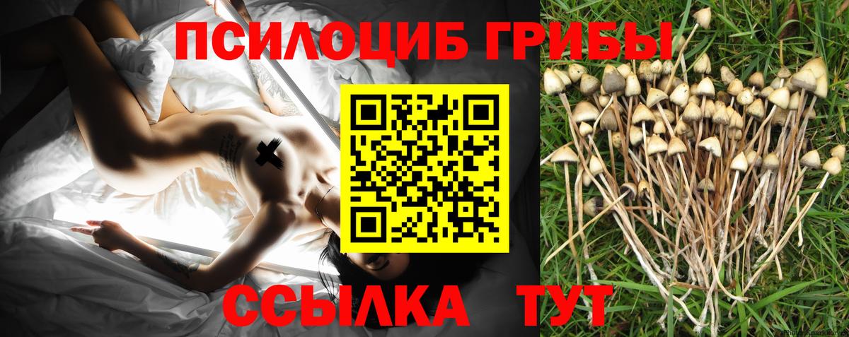 Псилоцибиновые грибы GOLDEN TEACHER  сколько стоит  Галлюциногенные грибы GOLDEN TEACHER  Грозный  Вход с VPN 